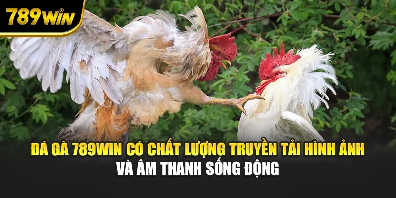 Đá gà 789WIN có chất lượng truyền tải hình ảnh và âm thanh sống động