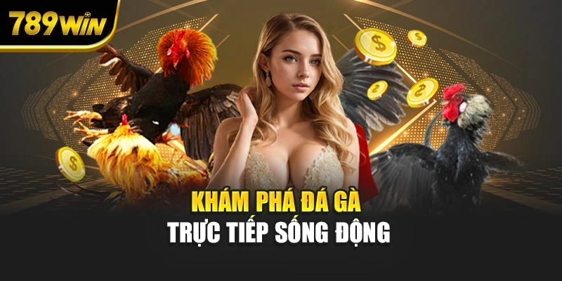 Khám phá đá gà trực tiếp sống động